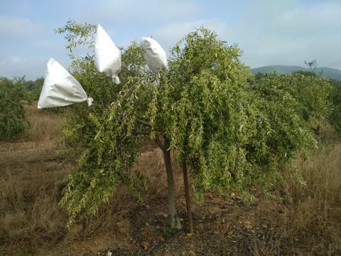 LIFE RESILIENCE and Xylella fastidiosa conference_2