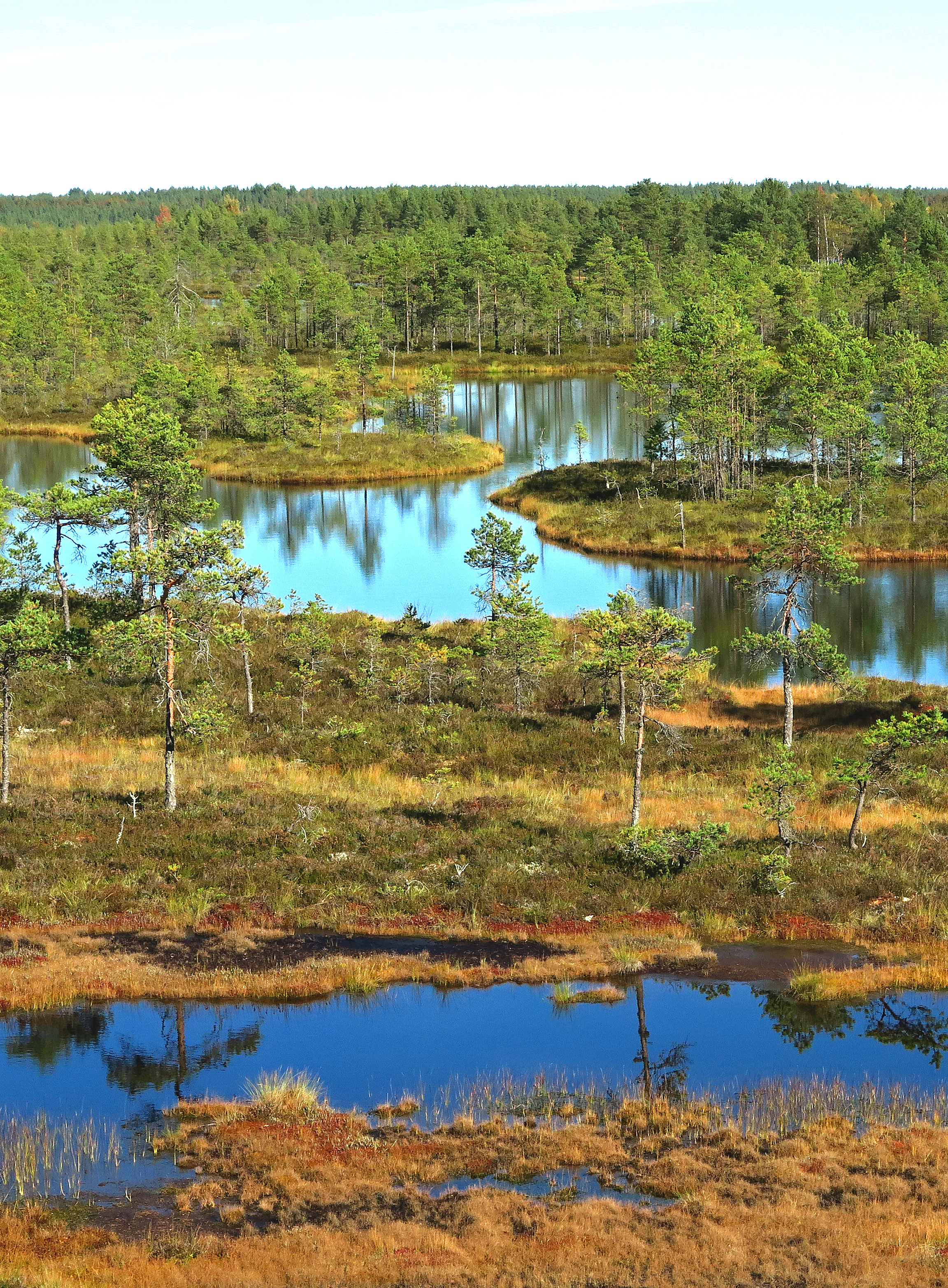 Bog in Southern Finland