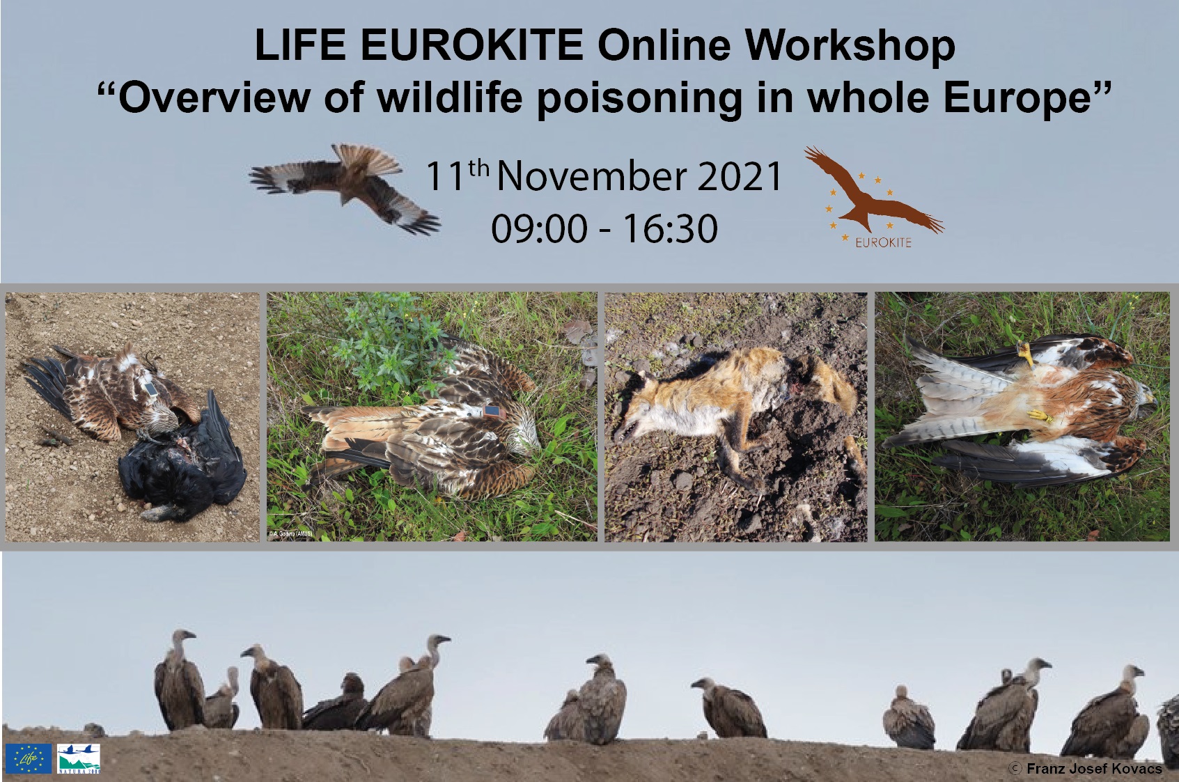 LIFE EUROKITE webinar on wildlife poisoning in Europe 