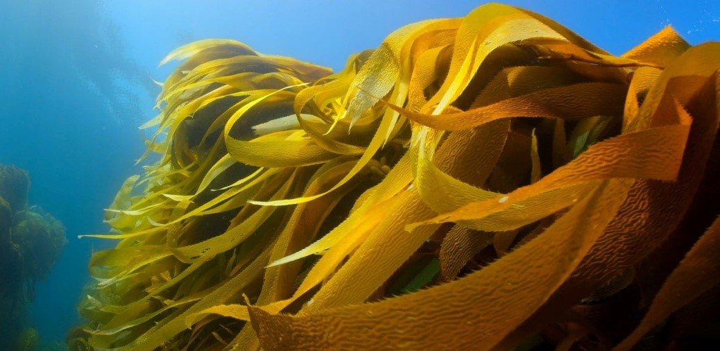 KELP-EU