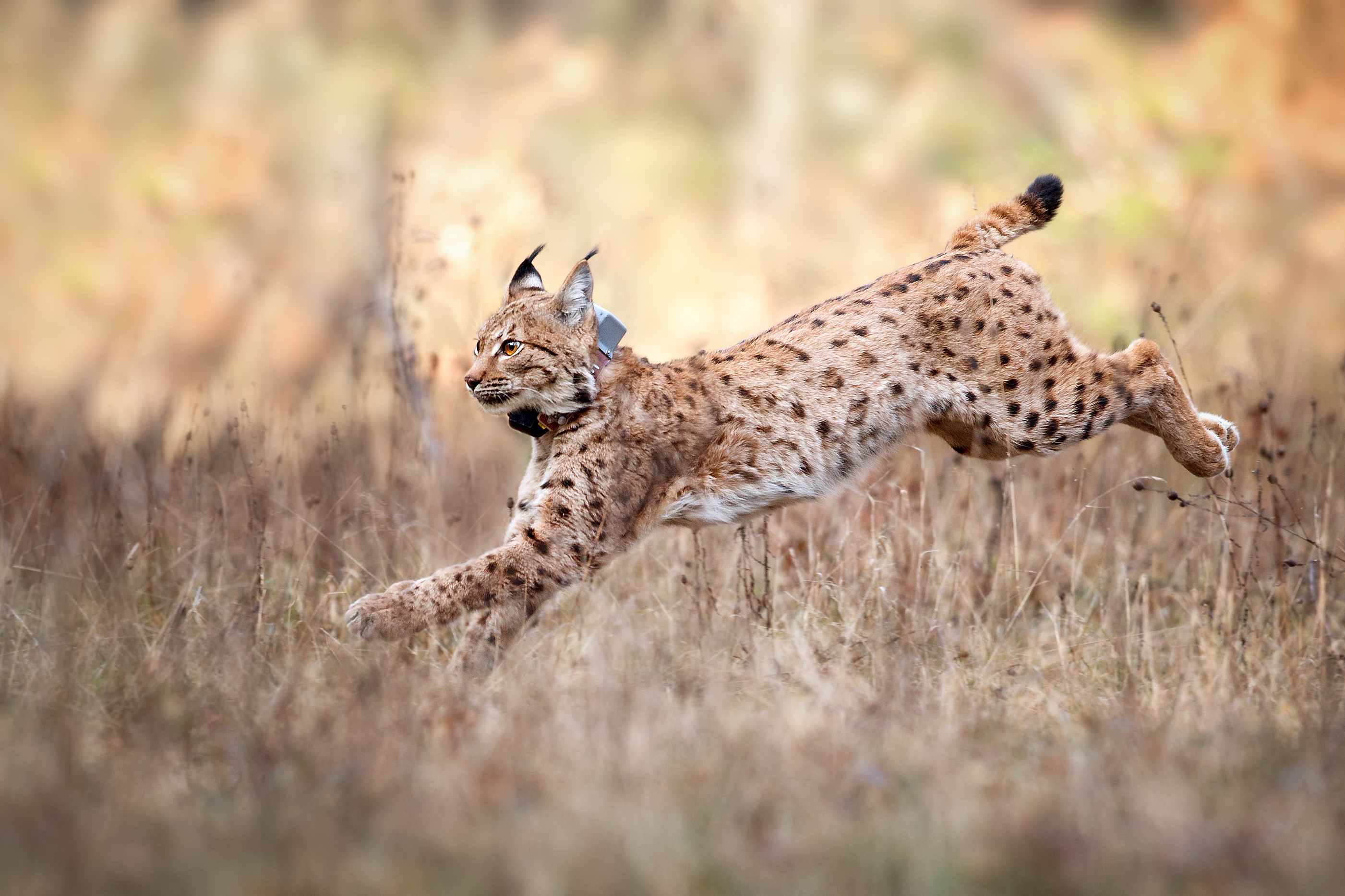 LIFE Luchs Pfälzerwald