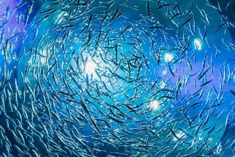 Fishes in blue ocean image