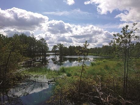 View of wetlands in Estonia LIFE14 NAT/EE/000126 - © Maria Maasikamäe