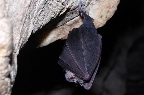 image black bat