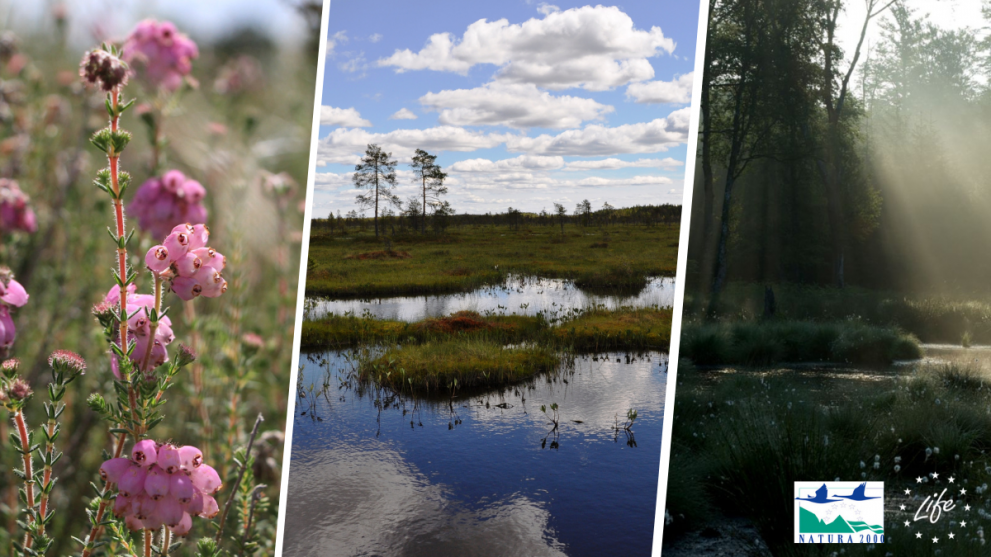 How LIFE is protecting Europe's degraded peatlands