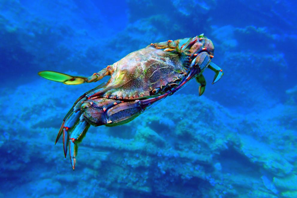 Blue crab - Invasive alien species