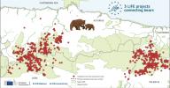 Bear sub-populations infographic