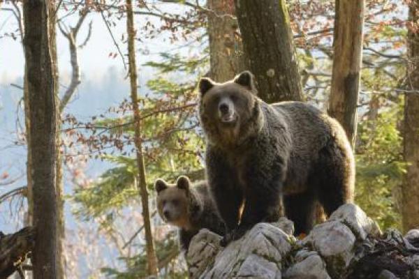Helping humans and bears to live in harmony