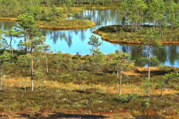 Bog in Southern Finland