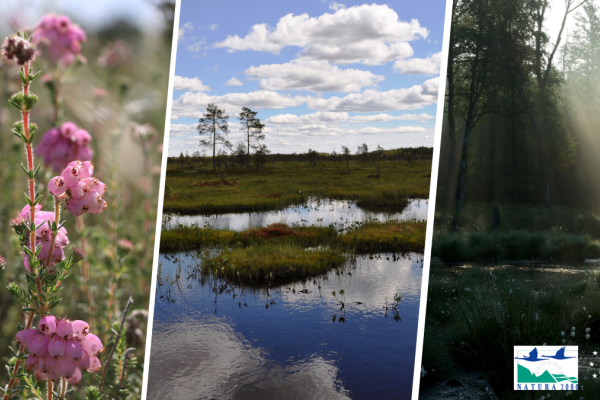 How LIFE is protecting Europe's degraded peatlands