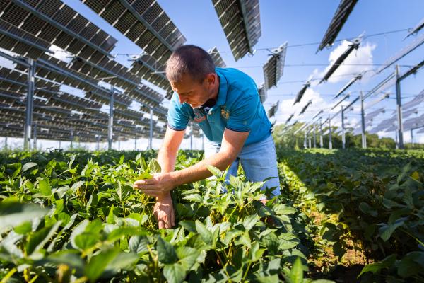 A farmer is inspecting his crops which are partially shielded by a large and mobile solar panel infrastructure